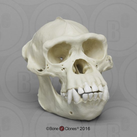 チンパンジー・オス頭蓋骨模型 頭蓋骨模型 - Bone Style