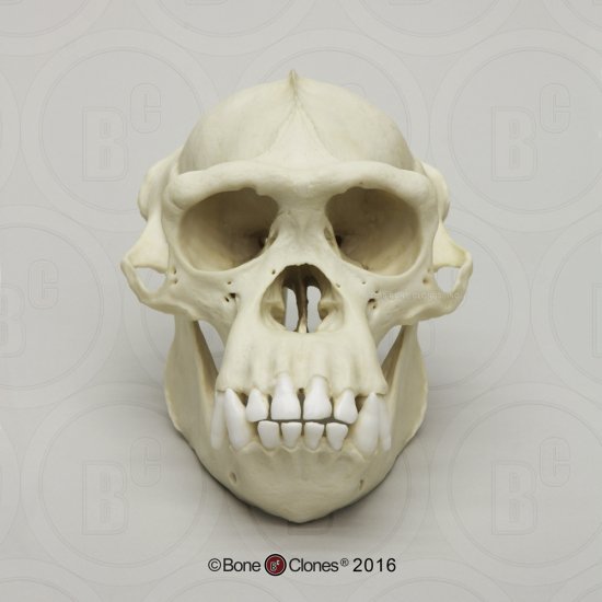チンパンジー オス 骨格標本 レプリカ 頭蓋骨 サル スカル - 置物