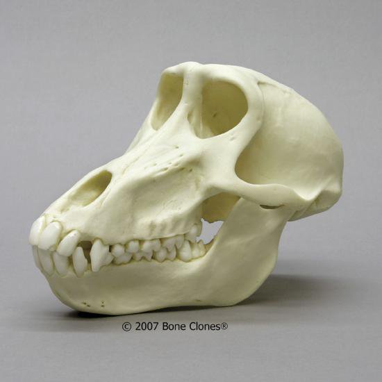 チャクマヒヒ（メス） 頭蓋骨模型 - Bone Sty