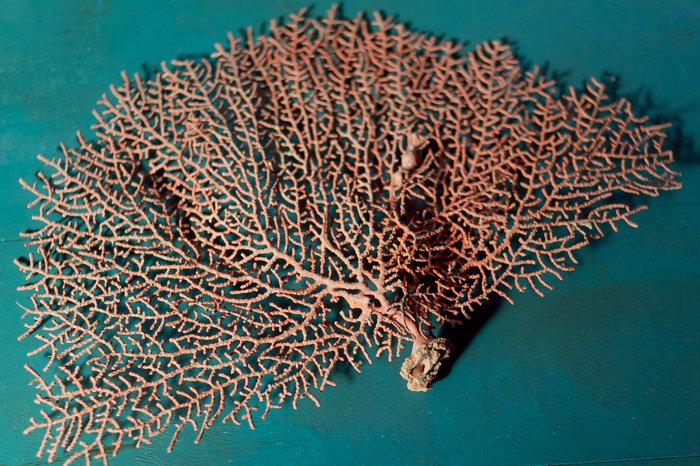 国産】 珊瑚礁 ウミウチワサンゴ abamedyc.com
