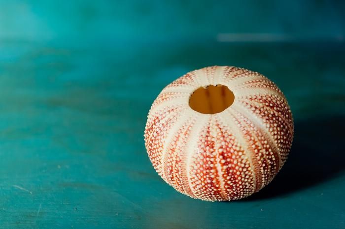 特大♡ヨーロッパオオウニ♡レインボーウニ♡ウニ殻