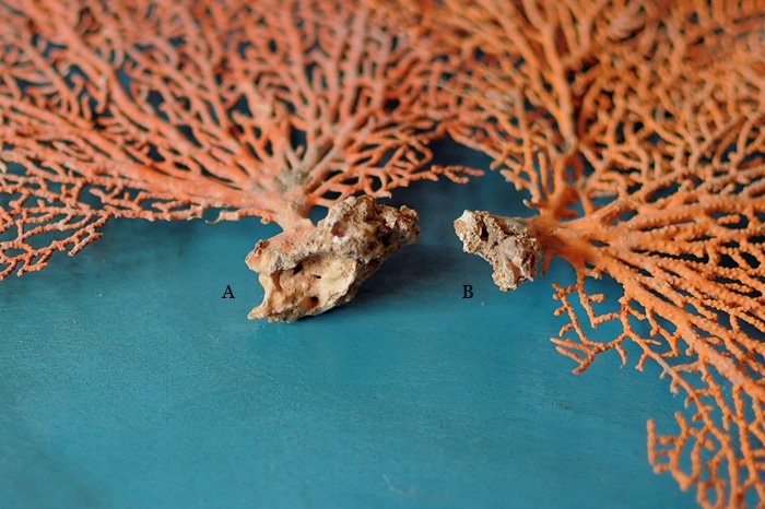 売り出し格安 珊瑚礁 ウミウチワサンゴ www.farmadecolombia.com