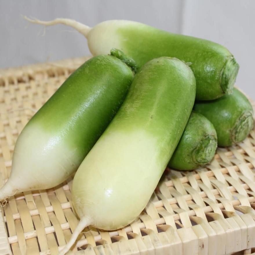 うえだみどり大根