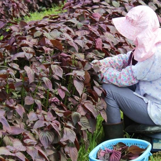 信州上田産無農薬 おばあちゃんのしそジュース（2～3倍濃縮）600ml