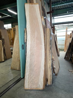 銀杏（いちょう）一枚板テーブル用がたくさん展示 埼玉県 木の店木楽