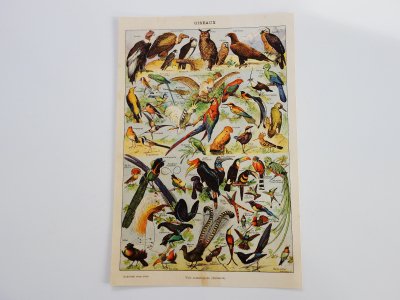 フランス アンティーク博物画 鳥 - Ju-co 海外紙もの・輸入雑貨 