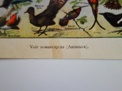 フランス アンティーク博物画 鳥 - Ju-co 海外紙もの・輸入雑貨・ラッピング用品・アンティークのお店