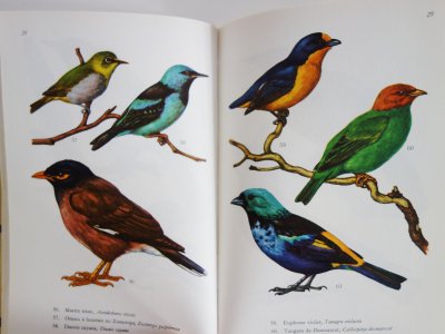 フランス 鳥図鑑 OISEAUX de CAGE - Ju-co 海外紙もの・輸入雑貨 