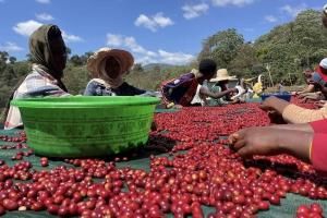 ԥ٥ǥåʥ롡եȡ200g