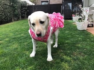 【さくら桜。】犬服タンクトップ 犬服 いぬ服 ドッグタンクトップ さくらプリントタンクトップ 桜