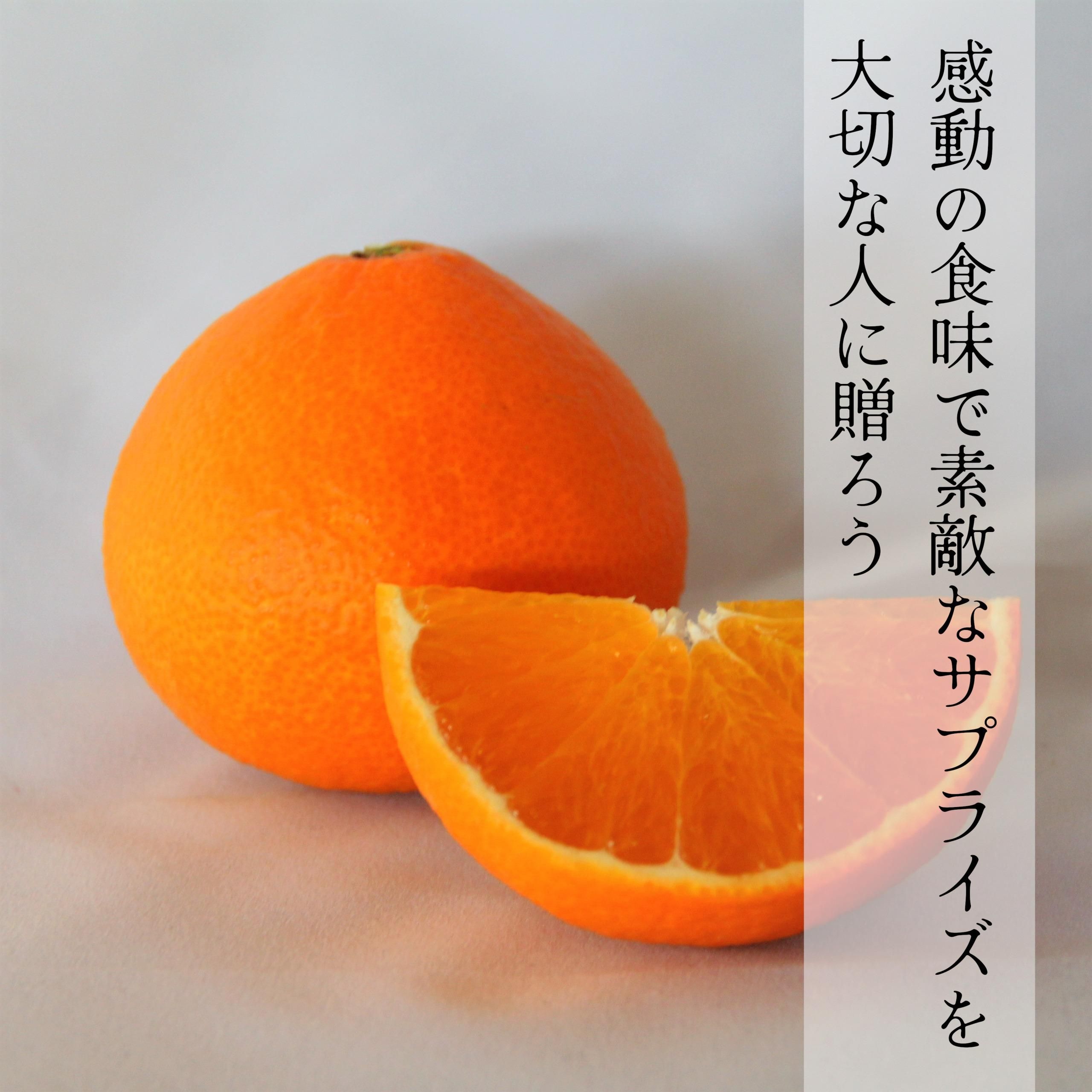 ڤͽʡ12ܤϡۥϥΡؤĤʤޤɤʡ٣kgkg<img class='new_mark_img2' src='https://img.shop-pro.jp/img/new/icons61.gif' style='border:none;display:inline;margin:0px;padding:0px;width:auto;' />