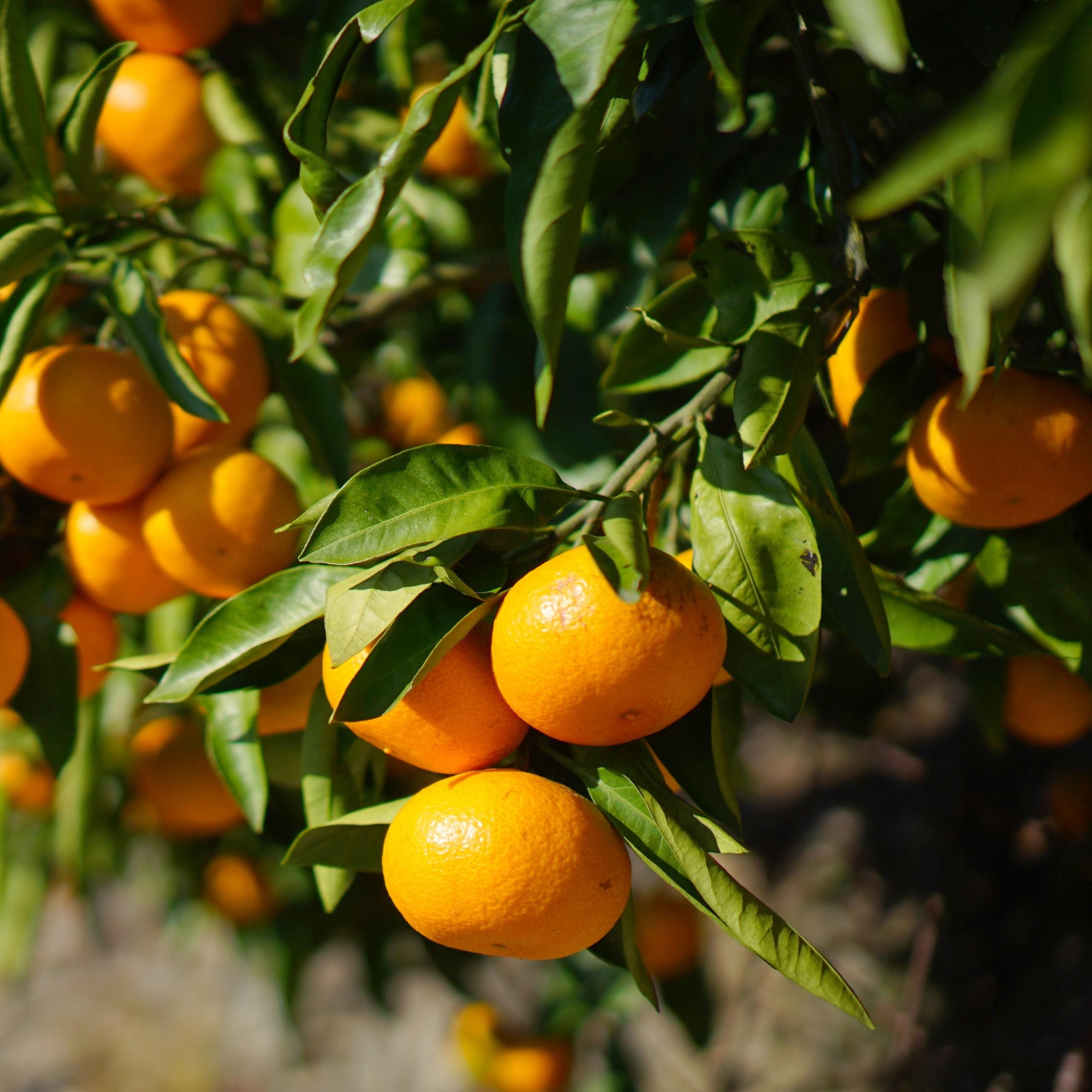 ߤ20ˡkgkg10kg   <img class='new_mark_img2' src='https://img.shop-pro.jp/img/new/icons61.gif' style='border:none;display:inline;margin:0px;padding:0px;width:auto;' />