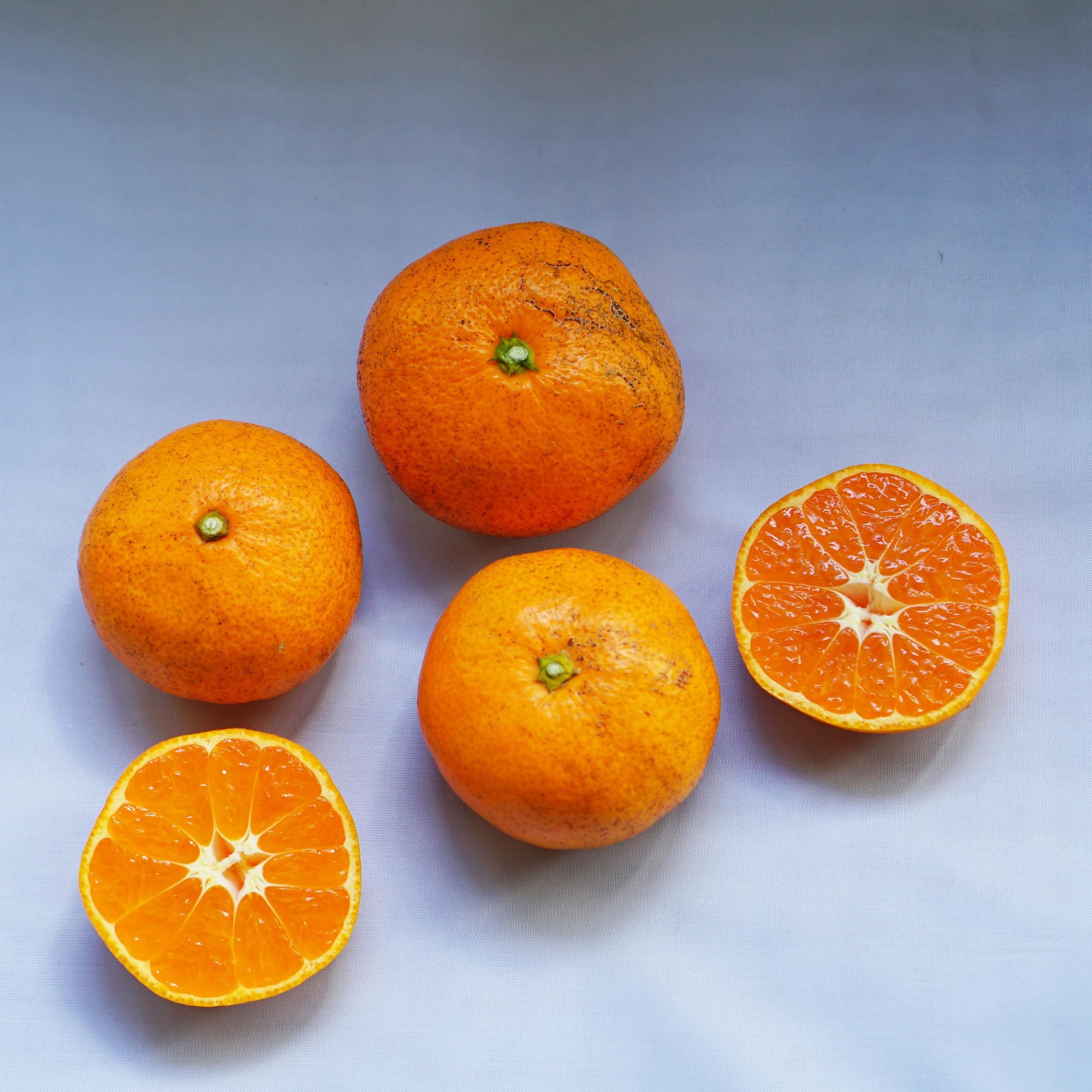 Իѡߤ20ˡkgkg10kg<img class='new_mark_img2' src='https://img.shop-pro.jp/img/new/icons61.gif' style='border:none;display:inline;margin:0px;padding:0px;width:auto;' />