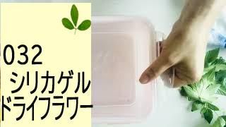 32ɥ饤եѥꥫ