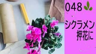 48򲡤֤ˤˡ