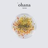 <img class='new_mark_img1' src='https://img.shop-pro.jp/img/new/icons15.gif' style='border:none;display:inline;margin:0px;padding:0px;width:auto;' />ohana ̸ everlasting Petite fleur ɥ饤ե 0.2g 05