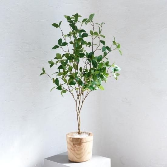 自分好みの樹形に）株立ドウダンツツジ 【オンリーワングリーン 観葉