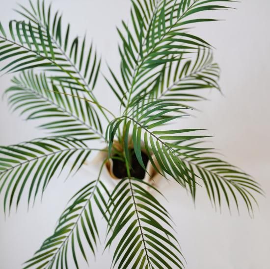 フェイクパームツリーとラッピングレザーカバーセット（観葉植物