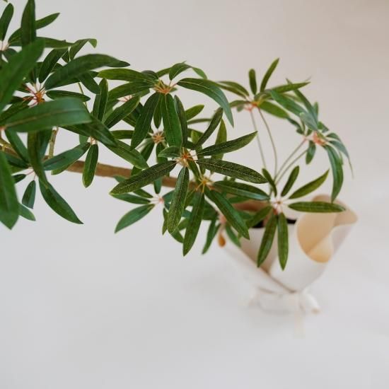 シェフレラとラッピングレザーカバーセット【観葉植物】 - chouchou