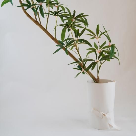 シェフレラとラッピングレザーカバーセット【観葉植物】 - chouchou