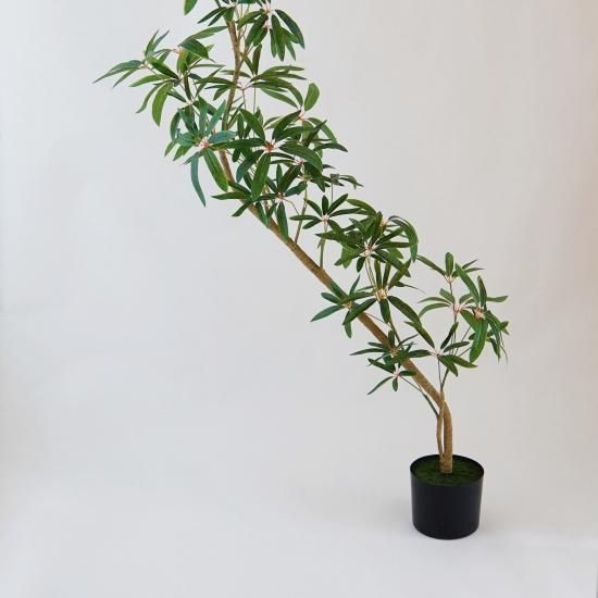 シェフレラとラッピングレザーカバーセット【観葉植物】 - chouchou