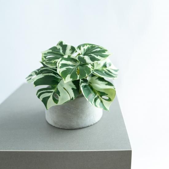 斑入りモンステラ 斑入りモンステラのミニコンクリートポット【フェイクグリーン