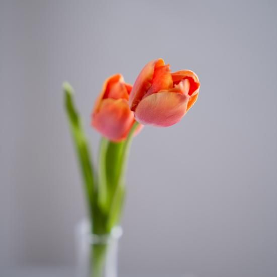 水換え不要）チューリップの小枝花瓶挿し - chouchou fleur（シュシュ