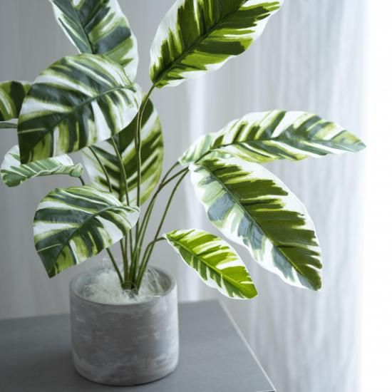 カラテアのコンクリートポット【ホワイトフュージョン】 - chouchou