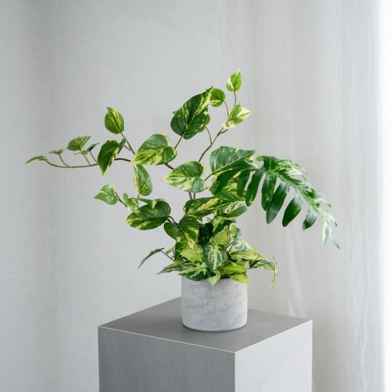 ポトスミックスとフォロデンドロンのコンクリートポット【斑入り