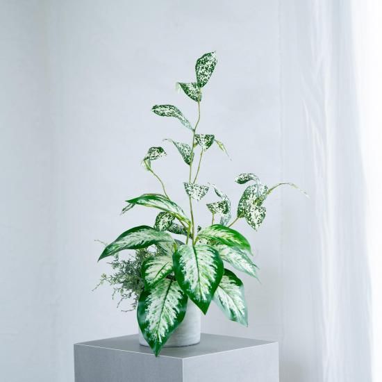 斑入りゴットリーフとアグラオネマのコンクリートポット【ミックス