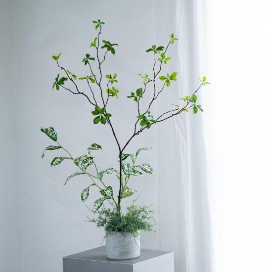 ドウダンツツジとゴットリーフの寄せ植えコンクリートポット