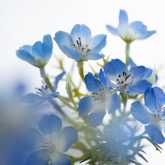 水換え不要）ネモフィラの花瓶挿し - chouchou fleur（シュシュフルール ）