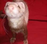 廃盤希少】 ZARA HOME ハンマード アイアンスツール サイド