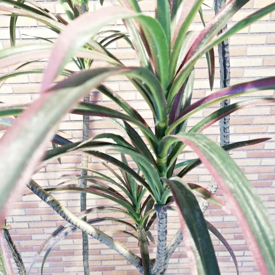 ◇EMILIO ROBBA アーティフィシャルグリーン 観葉植物