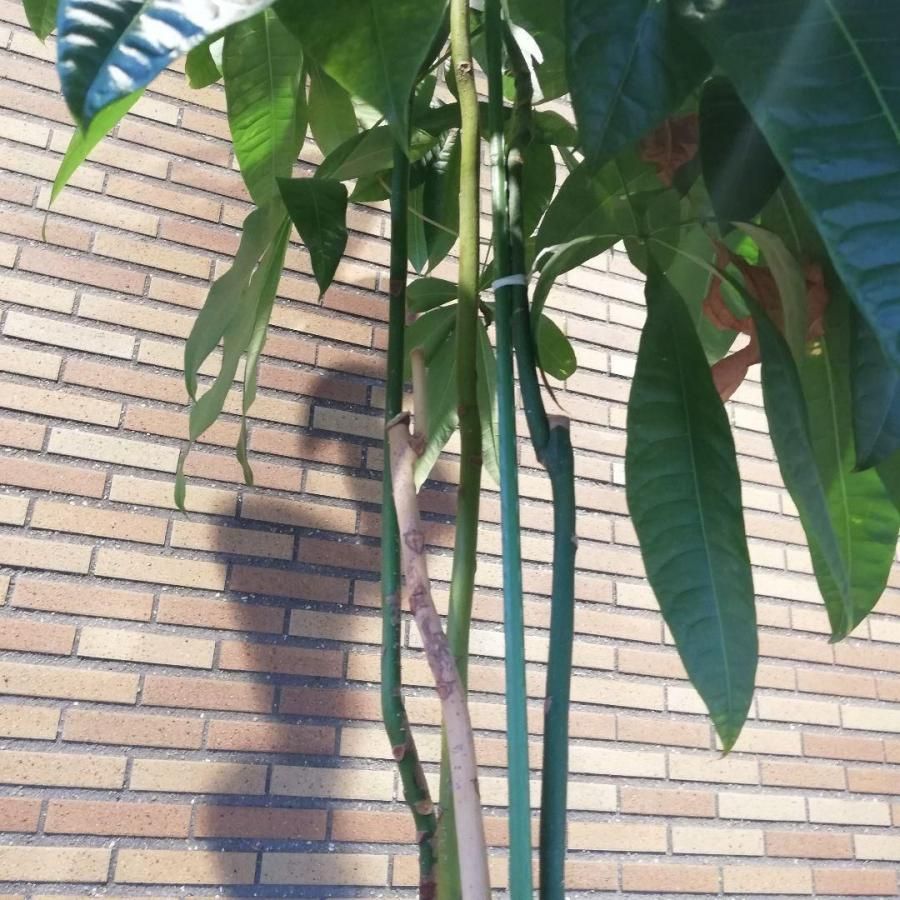 ◇【自社配送or引取限定】 本物大型 観葉植物 パキラ 約220cm 白