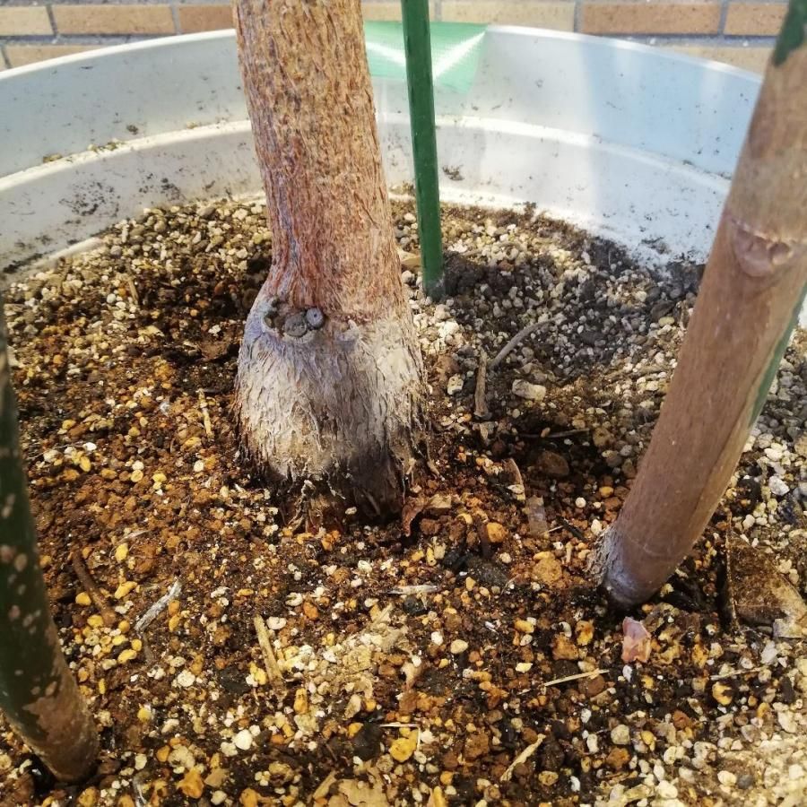 ◇【自社配送or引取限定】 本物大型 観葉植物 パキラ 約220cm 白