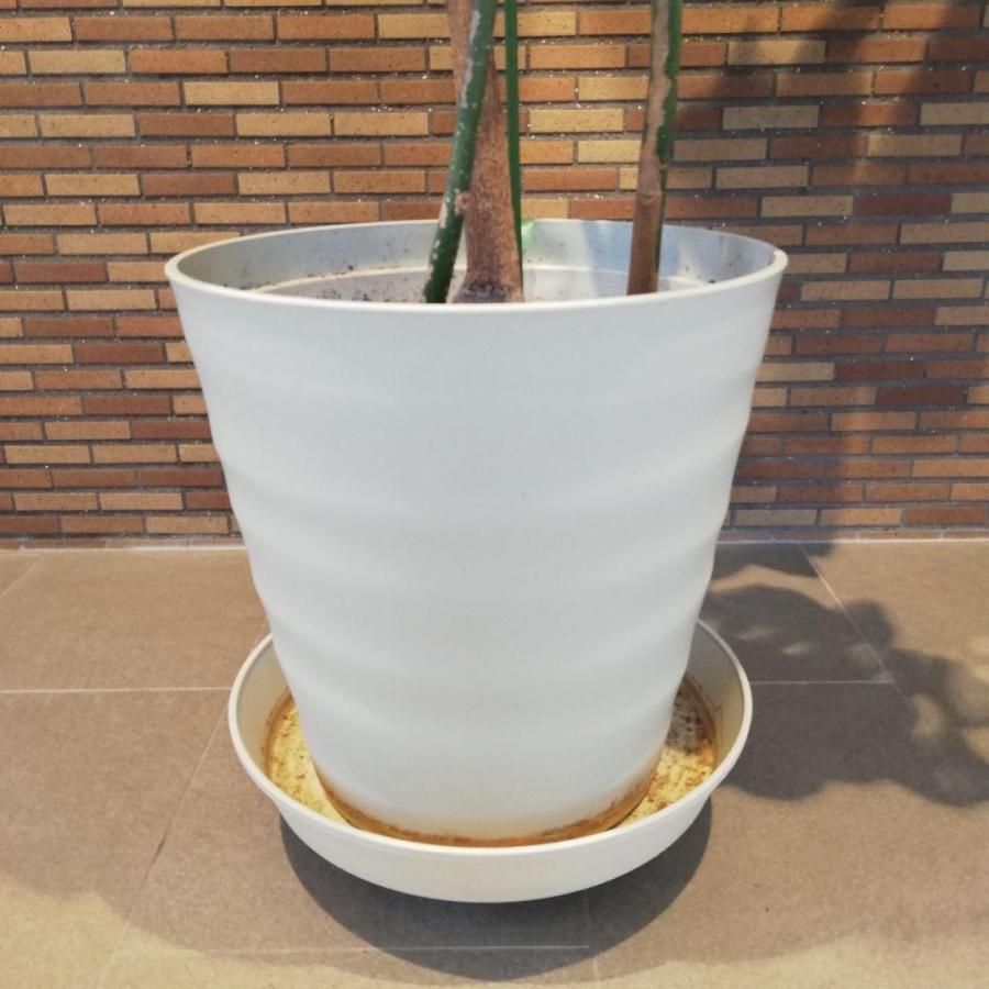 ◇【自社配送or引取限定】 本物 大型 観葉植物 パキラ 約220cm