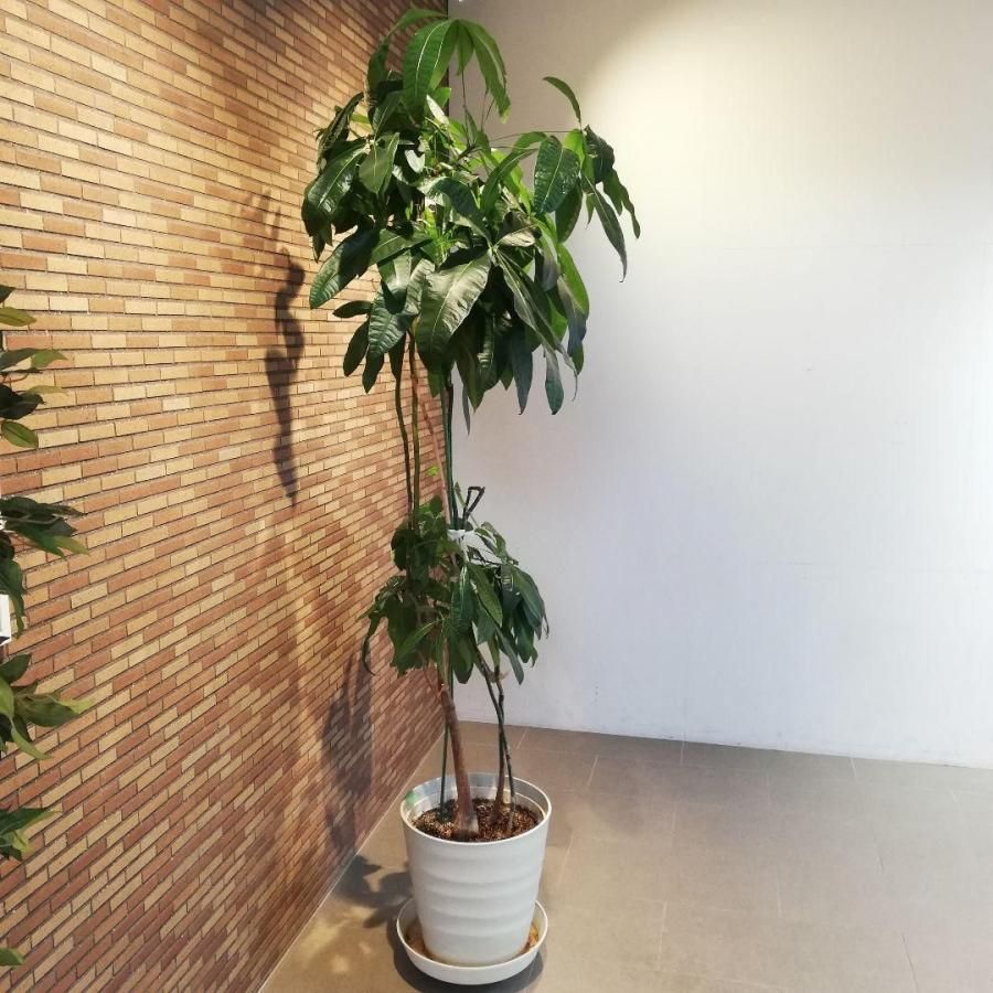 ◇【自社配送or引取限定】 本物　大型　観葉植物　パキラ　約220cm　白鉢 ◇【自社配送or引取限定】 本物大型 観葉植物 パキラ 約220cm 白
