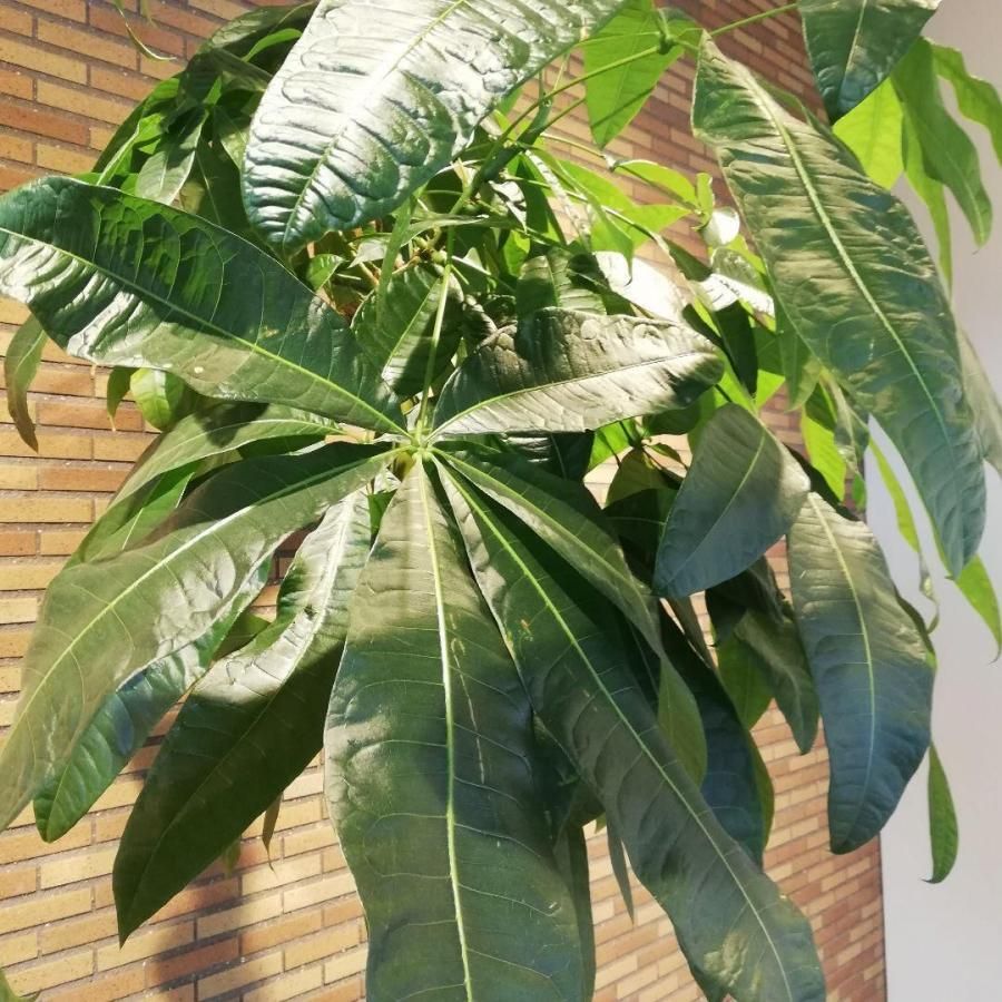 ◇【自社配送or引取限定】 本物大型 観葉植物 パキラ 約220cm 白