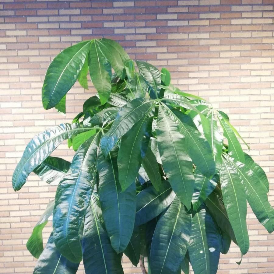 ◇【自社配送or引取限定】 本物大型 観葉植物 パキラ 約220cm 白 ◇【自社配送or引取限定】 本物大型 観葉植物 パキラ 約220cm 白