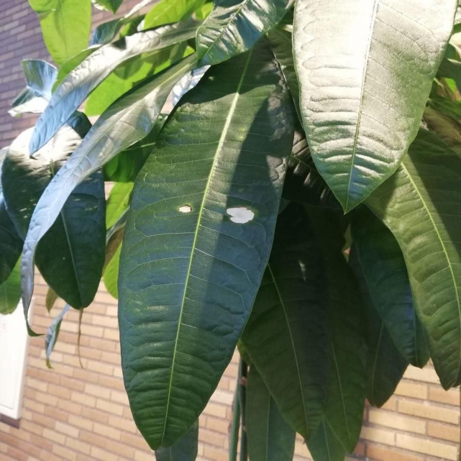 ◇【自社配送or引取限定】 本物大型 観葉植物 パキラ 約220cm 白