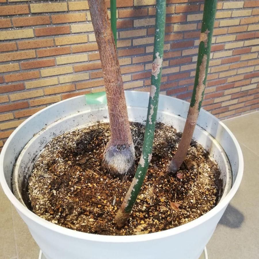 ◇【自社配送or引取限定】 本物大型 観葉植物 パキラ 約220cm 白 ◇【自社配送or引取限定】 本物大型 観葉植物 パキラ 約220cm 白