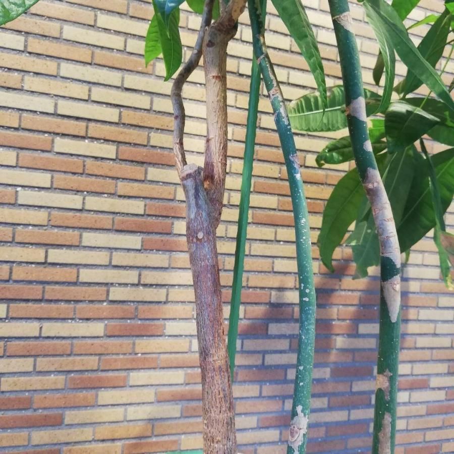 ◇【自社配送or引取限定】 本物大型 観葉植物 パキラ 約220cm 白
