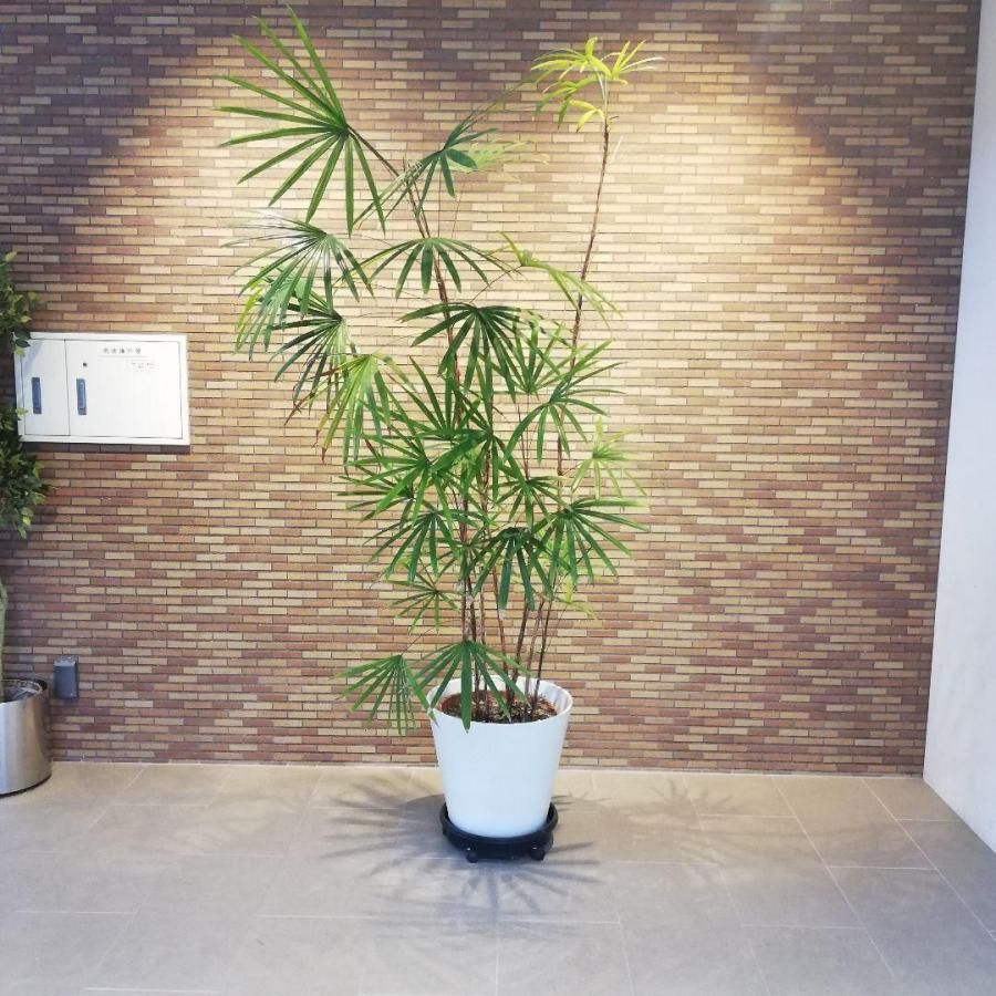 新作商品 ◇【自社配送or引取限定】 本物 大型 観葉植物 シュロチク 約 その他観葉植物