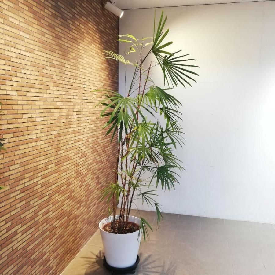 ◇【自社配送or引取限定】 本物 大型 観葉植物 シュロチク 約