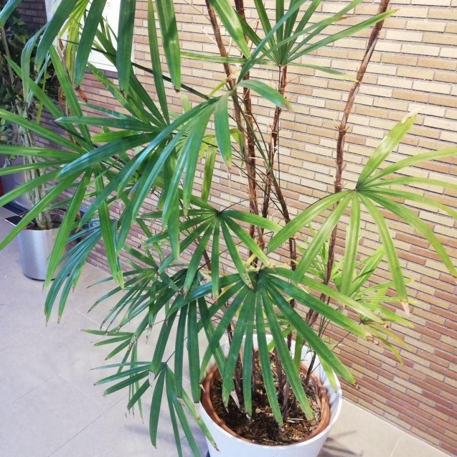 「かわいい～！」 ◇【自社配送or引取限定】 本物 大型 観葉植物 シュロチク 約 その他観葉植物