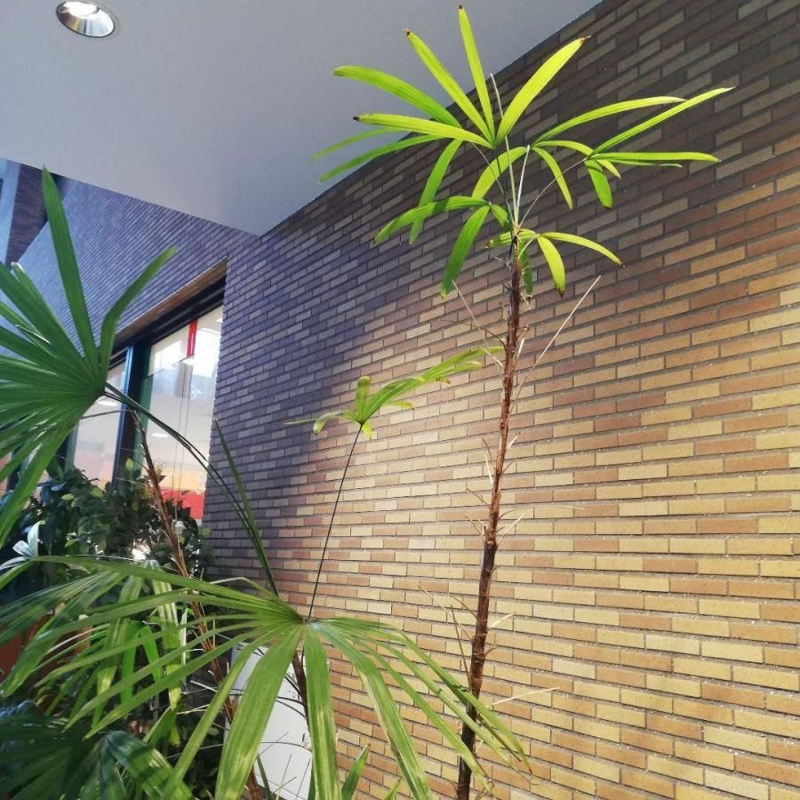 ◇【自社配送or引取限定】 本物 大型 観葉植物 シュロチク 約