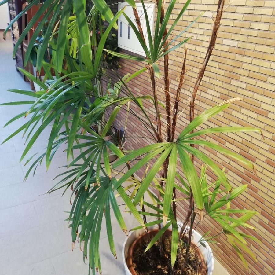 休日限定 ◇【自社配送or引取限定】 本物 大型 観葉植物 シュロチク 約 その他観葉植物