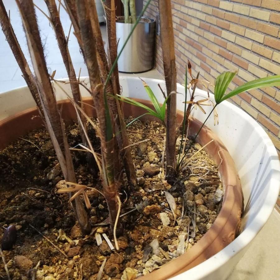 大人気新作 ◇【自社配送or引取限定】 約 シュロチク 観葉植物 大型 本物 その他観葉植物