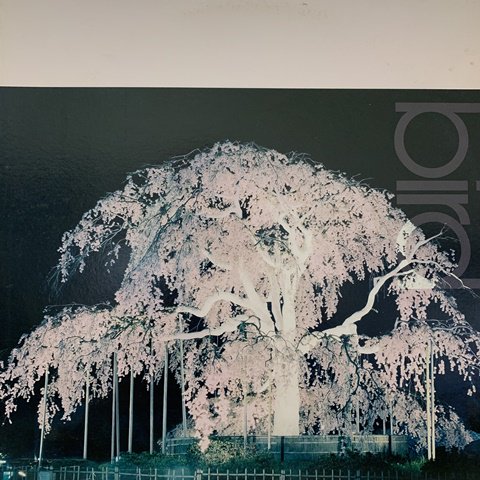 bird 桜 レコード - 邦楽